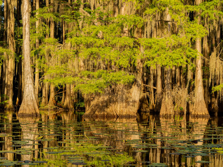 Sunny view of many bald cypress in Caddo Lake State Park at Texasの写真素材