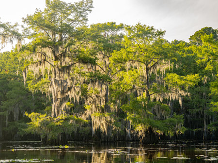 Sunny view of many bald cypress in Caddo Lake State Park at Texasの写真素材