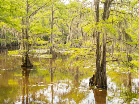 Sunny view of many bald cypress in Caddo Lake State Park at Texasの写真素材