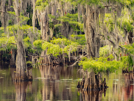 Sunny view of many bald cypress in Caddo Lake State Park at Texasの写真素材