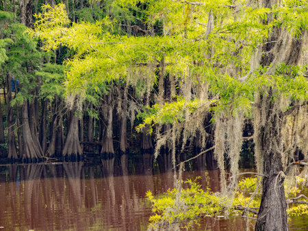 Sunny view of many bald cypress in Caddo Lake State Park at Texasの写真素材
