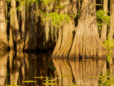 Sunny view of many bald cypress in Caddo Lake State Park at Texasの写真素材