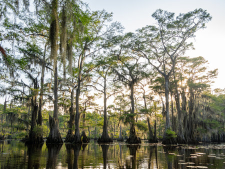 Sunny view of many bald cypress in Caddo Lake State Park at Texasの写真素材