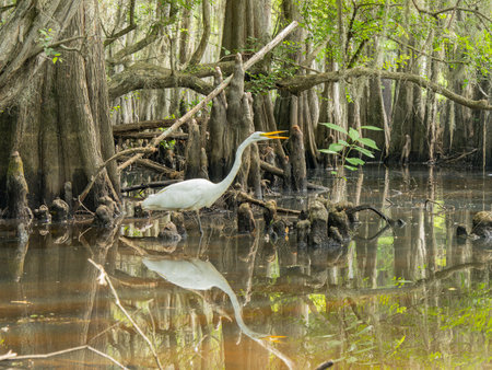 Close up shot of Great egret in Caddo Lake State Park at Texasの写真素材