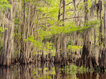 Sunny view of many bald cypress in Caddo Lake State Park at Texasの写真素材