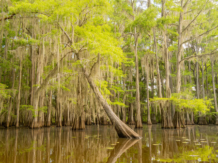 Sunny view of many bald cypress in Caddo Lake State Park at Texasの写真素材