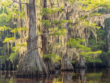 Sunny view of many bald cypress in Caddo Lake State Park at Texasの写真素材