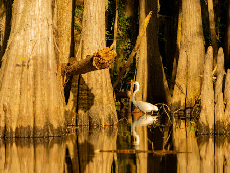 Close up shot of Great egret in Caddo Lake State Park at Texasの写真素材