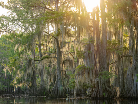 Sunny view of many bald cypress in Caddo Lake State Park at Texasの写真素材