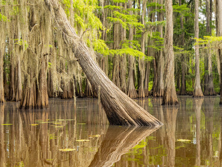 Sunny view of many bald cypress in Caddo Lake State Park at Texasの写真素材