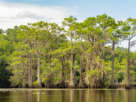 Sunny view of many bald cypress in Caddo Lake State Park at Texasの写真素材