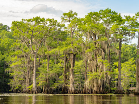 Sunny view of many bald cypress in Caddo Lake State Park at Texasの写真素材