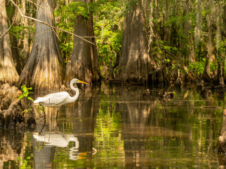 Close up shot of Great egret in Caddo Lake State Park at Texasの写真素材