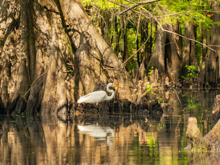 Close up shot of Great egret in Caddo Lake State Park at Texasの写真素材