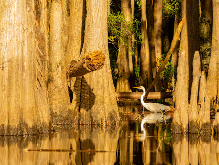 Close up shot of Great egret in Caddo Lake State Park at Texasの写真素材