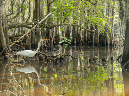 Close up shot of Great egret in Caddo Lake State Park at Texasの写真素材