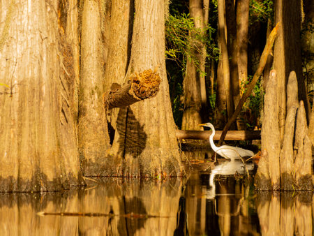 Close up shot of Great egret in Caddo Lake State Park at Texasの写真素材