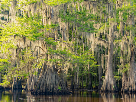 Sunny view of many bald cypress in Caddo Lake State Park at Texasの写真素材