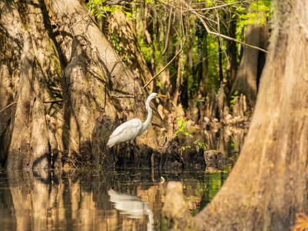 Close up shot of Great egret in Caddo Lake State Park at Texasの写真素材