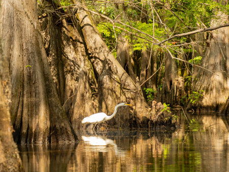 Close up shot of Great egret in Caddo Lake State Park at Texasの写真素材