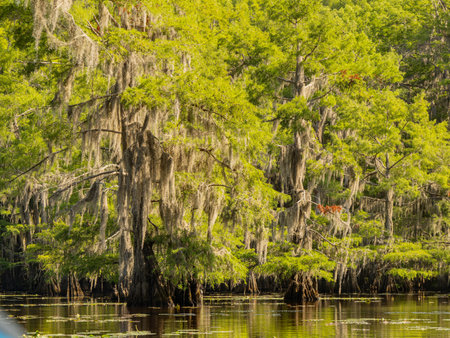 Sunny view of many bald cypress in Caddo Lake State Park at Texasの写真素材