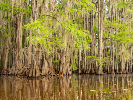 Sunny view of many bald cypress in Caddo Lake State Park at Texasの写真素材