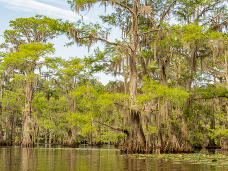 Sunny view of many bald cypress in Caddo Lake State Park at Texasの写真素材