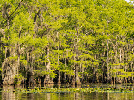 Sunny view of many bald cypress in Caddo Lake State Park at Texasの写真素材