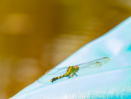 Close up shot of dragonfly in Caddo Lake State Park at Texasの写真素材