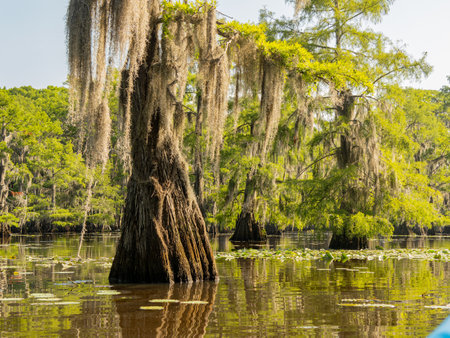 Sunny view of many bald cypress in Caddo Lake State Park at Texasの写真素材