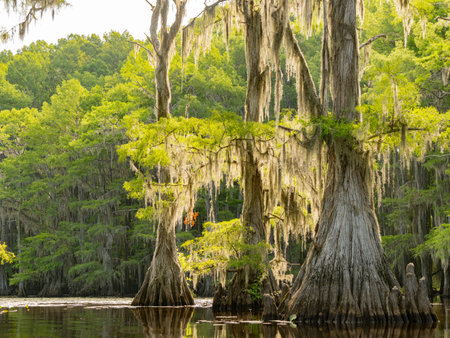Sunny view of many bald cypress in Caddo Lake State Park at Texasの写真素材