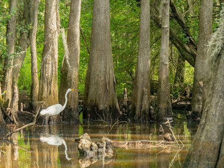 Close up shot of Great egret in Caddo Lake State Park at Texasの写真素材