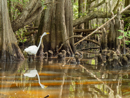 Close up shot of Great egret in Caddo Lake State Park at Texasの写真素材