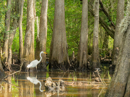 Close up shot of Great egret in Caddo Lake State Park at Texasの写真素材