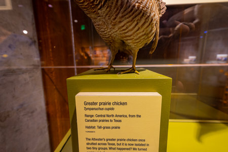 Texas, JUL 3 2023 - Interior view of the Perot Museum of Nature and Scienceのeditorial素材