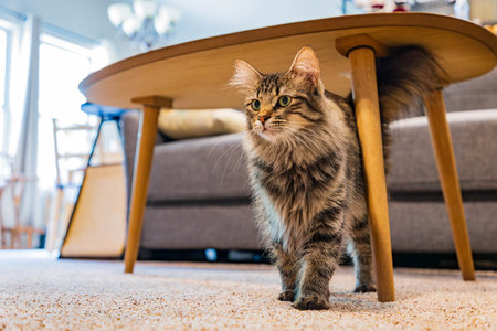 Close up shot of a cute young Maine Coon mixes at Oklahomaの写真素材