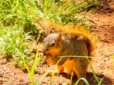Close up shot of squirrel at Oklahomaの写真素材