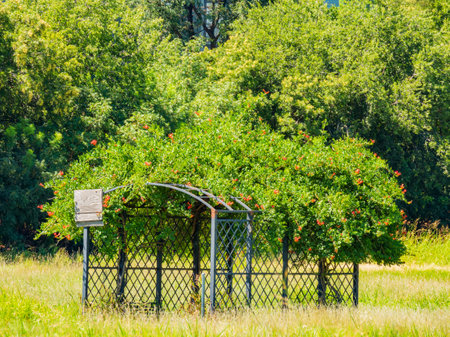 Sunny exterior view of some plants in Martin Nature Park at Oklahomaの写真素材