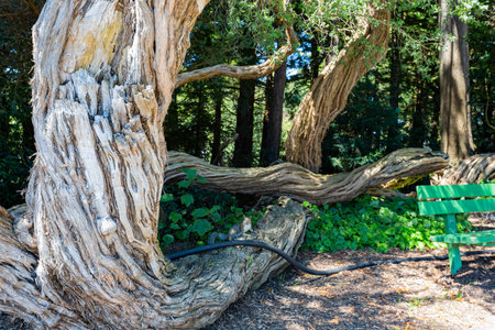 Sunny view of the landscape in Garden Gate Park at San Francisco, Californiaの写真素材