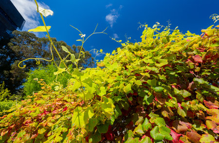 Sunny view of some plants in Garden Gate Park at San Francisco, Californiaの写真素材