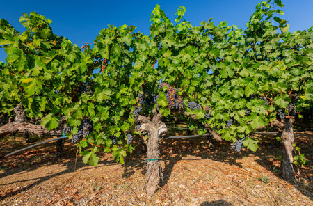 Close up shot of mature grapes hanging in winery at San Francsico, Californiaの写真素材