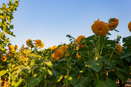 Close up shot of sunflower blossom at San Francisco, Californiaの写真素材
