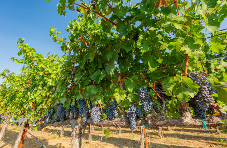 Close up shot of mature grapes hanging in winery at San Francsico, Californiaの写真素材