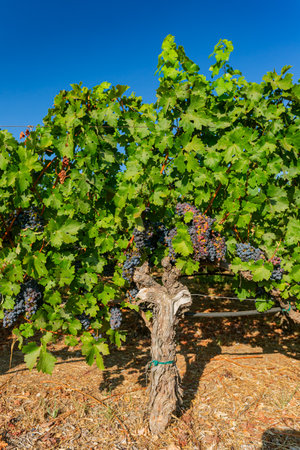 Close up shot of mature grapes hanging in winery at San Francsico, Californiaの写真素材