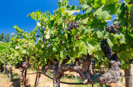 Close up shot of mature grapes hanging in winery at San Francsico, Californiaの写真素材