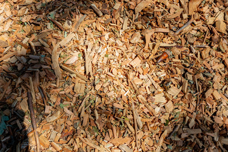 Close up shot of Wood Clump at San Francisco, Californiaの写真素材
