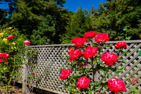 Close up shot of rose blossom at San Francisco, Californiaの写真素材