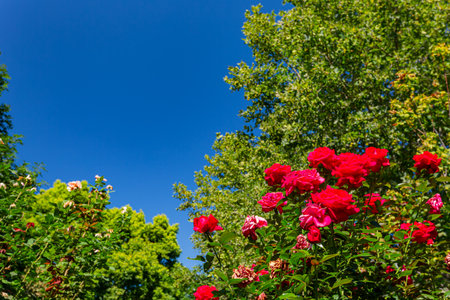 Close up shot of rose blossom at San Francisco, Californiaの写真素材