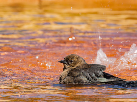 Close up shot of Brown-headed cowbird at San Franciscoの写真素材