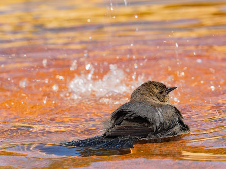 Close up shot of Brown-headed cowbird at San Franciscoの写真素材